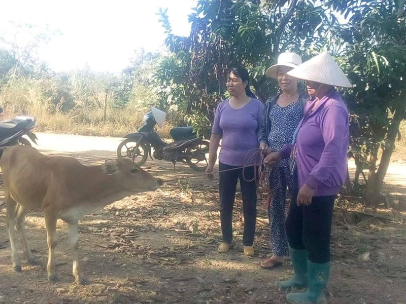 con bò của bà Trương Thị Chiên sau khi giao cho hộ gia đình khác đã sinh sản và bàn giao cho hộ tiếp theo